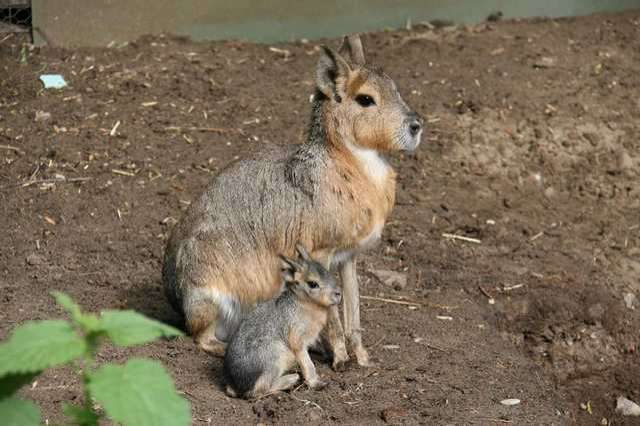 Pampashasen (Maras) zu verkaufen